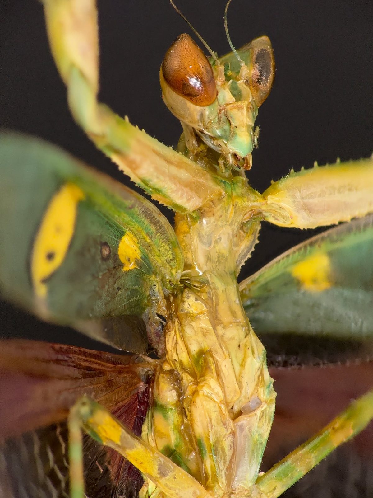 Mantis scanned in macro photography, three-quarter view